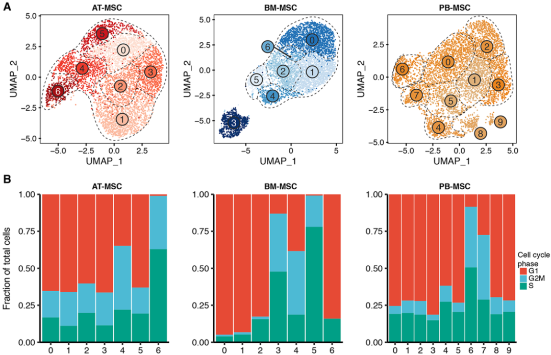 圖4單細(xì)胞RNA測序(sc?RNAseq)數(shù)據(jù)揭示了馬間充質(zhì)基質(zhì)細(xì)胞(MSCs)的源內(nèi)變異