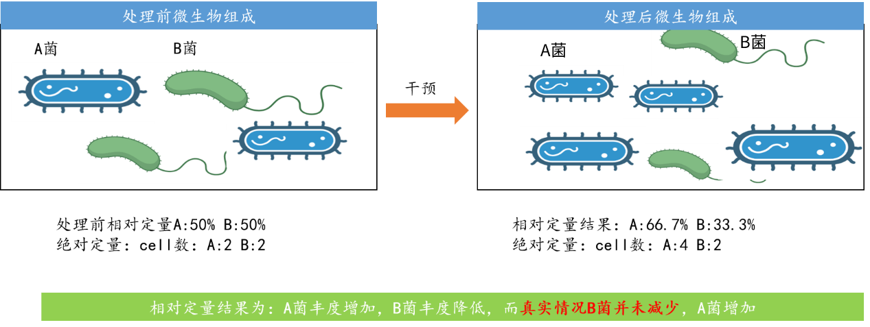 微生物/16S/細菌/擴增子絕對定量