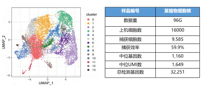 某植物細胞核