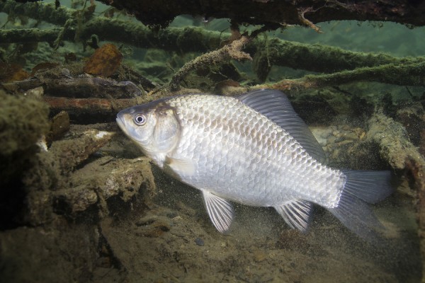 鯉魚