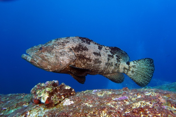 石斑魚